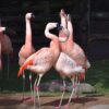 flamingos, vögel, herde, tiere, gefieder, Federn, schnabel, rechnung, langbeinig, natur, tierwelt, zoo, exotisch, wild, familie von tieren, sich gegenseitig angreifen, attacke, kampf, ringen, greifen, rindfleisch, testosteron, paarungszeit