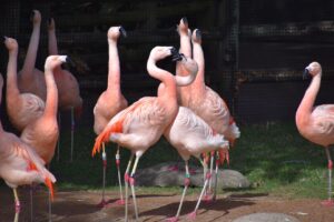 flamingos, vögel, herde, tiere, gefieder, Federn, schnabel, rechnung, langbeinig, natur, tierwelt, zoo, exotisch, wild, familie von tieren, sich gegenseitig angreifen, attacke, kampf, ringen, greifen, rindfleisch, testosteron, paarungszeit