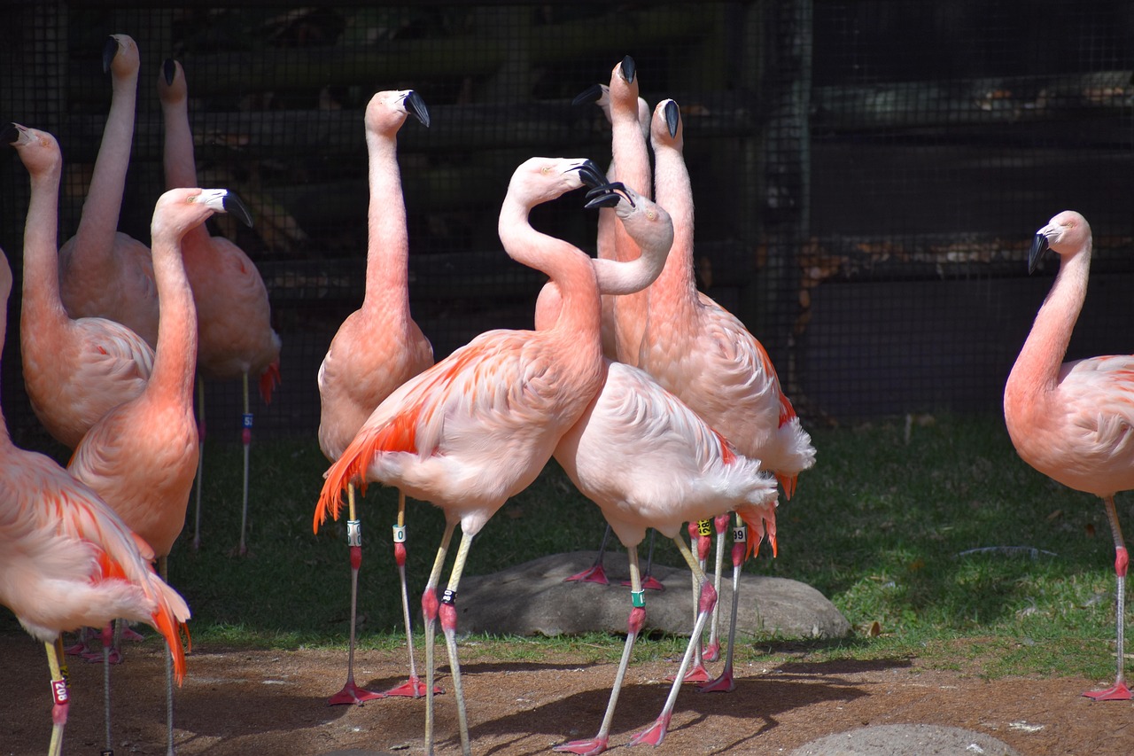 flamingos, vögel, herde, tiere, gefieder, Federn, schnabel, rechnung, langbeinig, natur, tierwelt, zoo, exotisch, wild, familie von tieren, sich gegenseitig angreifen, attacke, kampf, ringen, greifen, rindfleisch, testosteron, paarungszeit
