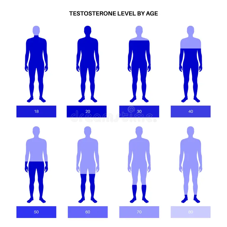 Testosterone Chart Stock Illustrations – 84 Testosterone Chart Stock ...