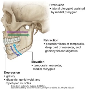Health Tip: Temporomandibular Joint Dysfunction - Form & Function ...