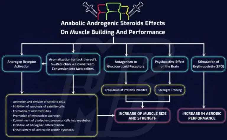 The Anabolic Steroid Family Tree - Simplifying How Different Steroids Work